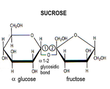 <p>Disaccharide:</p><p>Fructose + alpha glucose by 1,2 glycosidic bond.</p>