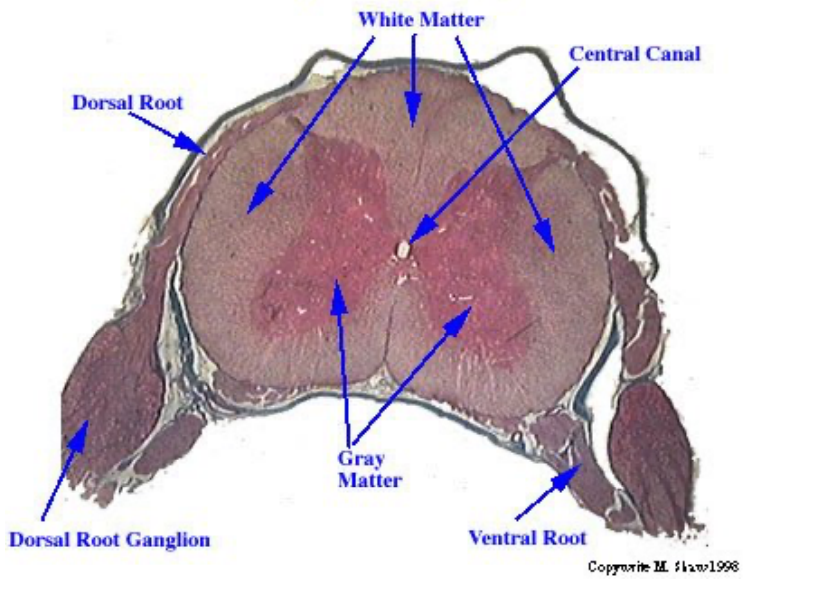 <p>spinal cord</p>