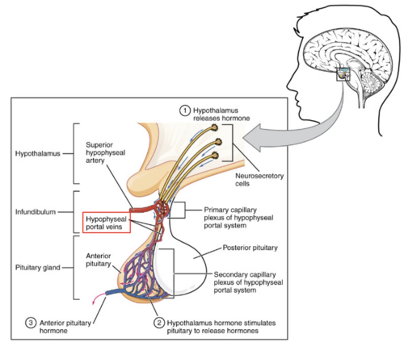 <p>regulation of hormone release in the pars distalis</p>