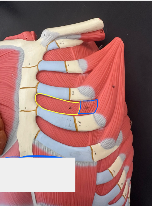 <p>What muscle is the blue line indicating? What action does this muscle perform?</p>