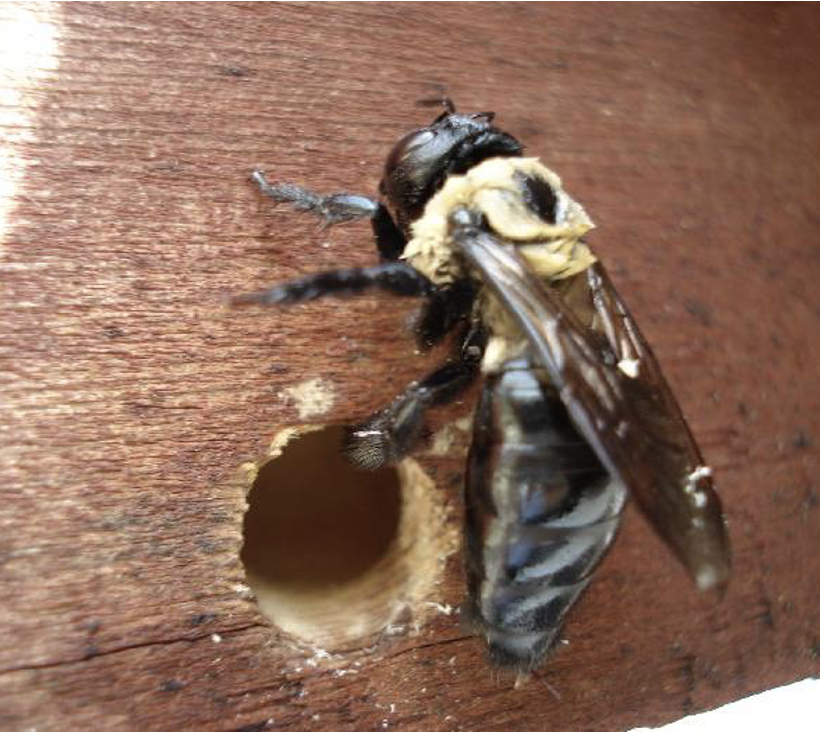 <p>(hymenopteran)</p><p>doesn’t digest wood, shiny black abdomen.</p><p><span>Adults are Solitary, </span><strong><span>not social insects</span></strong></p><p><span>Females bore into wood – at first perpendicular then parallel with the grain</span></p><p><span>Tunnels 1-2 cm diameter (10-15 cm long)</span></p><p><strong><span>Brood cells along the way (capped cells w/ food + egg)</span></strong></p><p><span>Tunnels act as shelter (nesting and overwintering)</span></p>