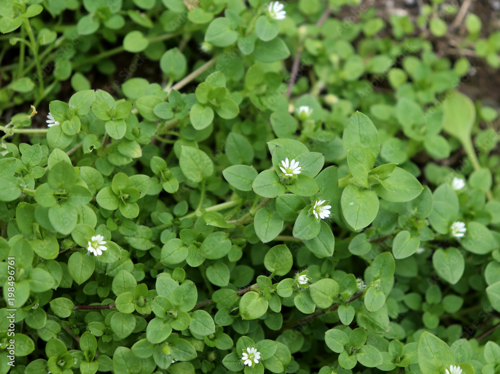 <p>Chickweed (Invasive)</p>