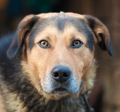 <p>Analyze the eyes of this dog</p>