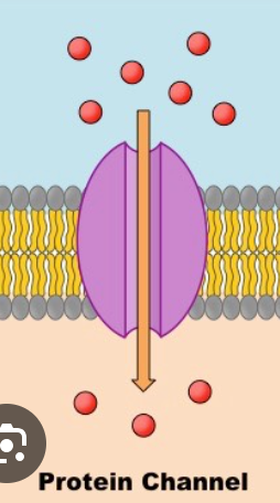 <p>hydroPHILIC channel used by ions/molecules </p>