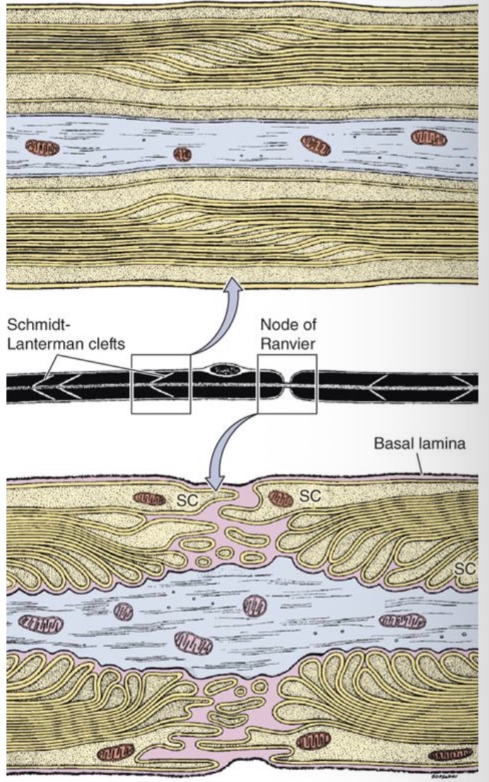 <p><span>Vieta, kur kontaktuoja dvieju neurolemocitu galai ir joje nera mielininio dangalo, bet yra plysiukai tarp dvieju neurolemocitu plazmolemu ir Na jonu kanalai (asinio cilindro plazmolemoje)</span></p>