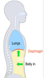 <p><u>Inhalation vs. Exhalation</u></p><p>The diaphragm relaxes (springs upwards)</p>