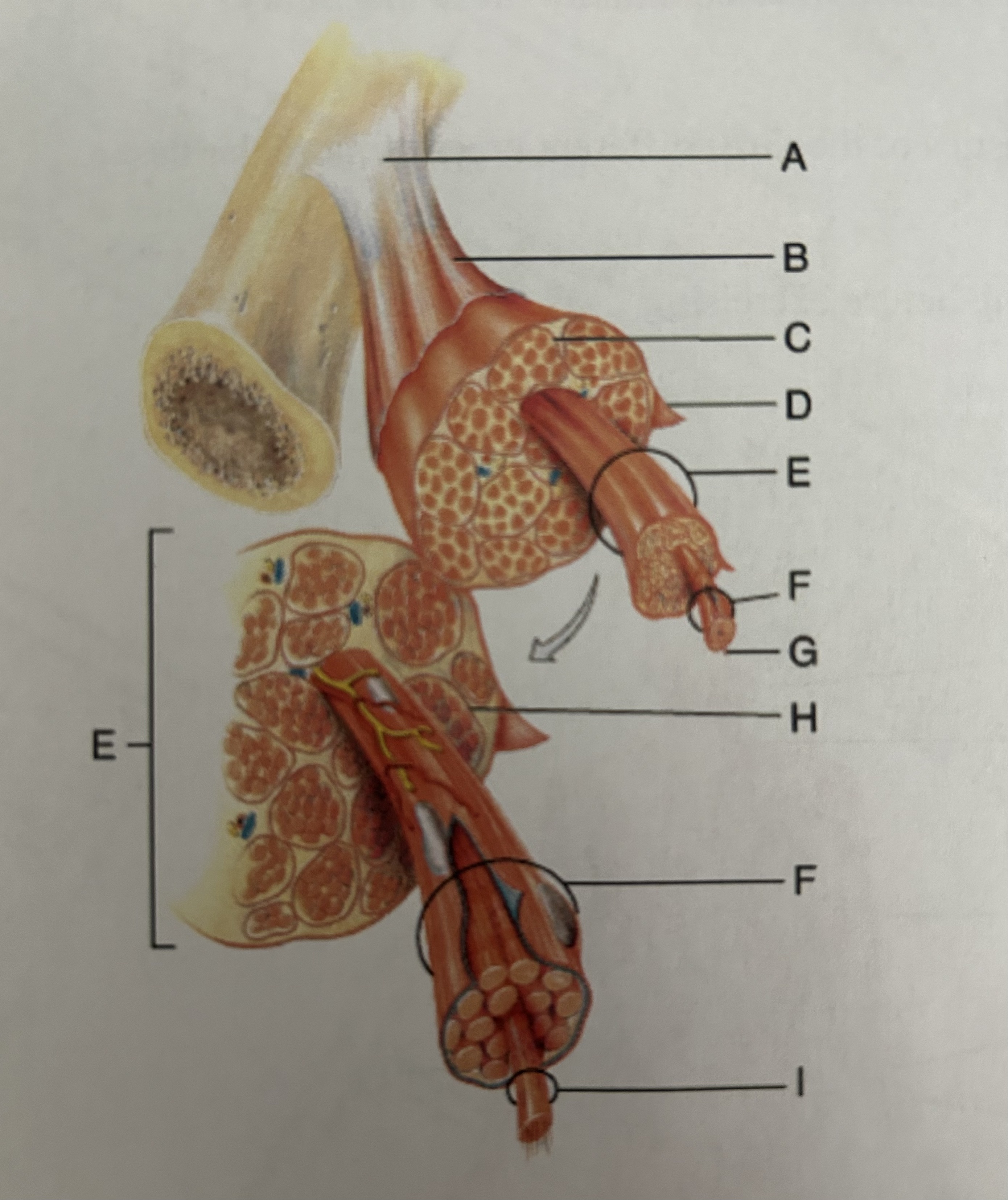 <p>Figure D</p>