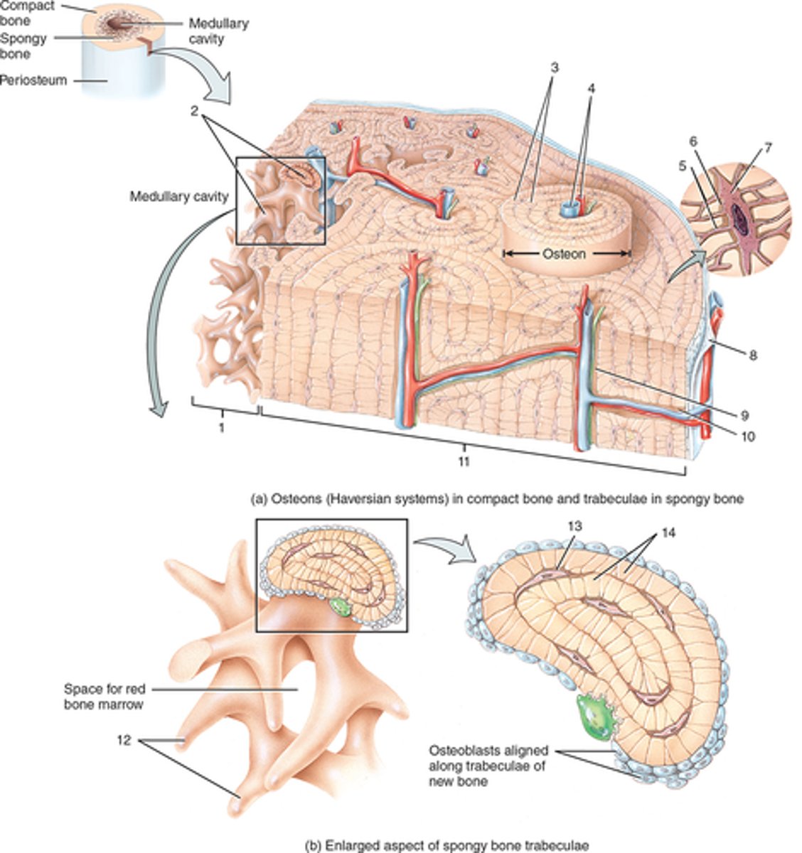 <p>bone canaliculus</p>