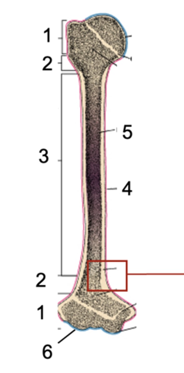 <p>What is shown at #4 (red)?</p>