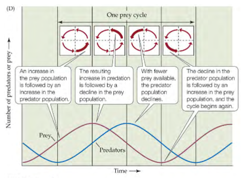 <p>changes in P and N are represented by vectors, combined into a single vector within quadrants</p><p>the vector in each quadrant corresponds to a region on a population cycle graph</p><p>predator population cycles lag slightly behind prey population</p><p>further population sizes are from equilibrium —&gt; larger amplitude of cycles —&gt; less likely to return to stability</p>