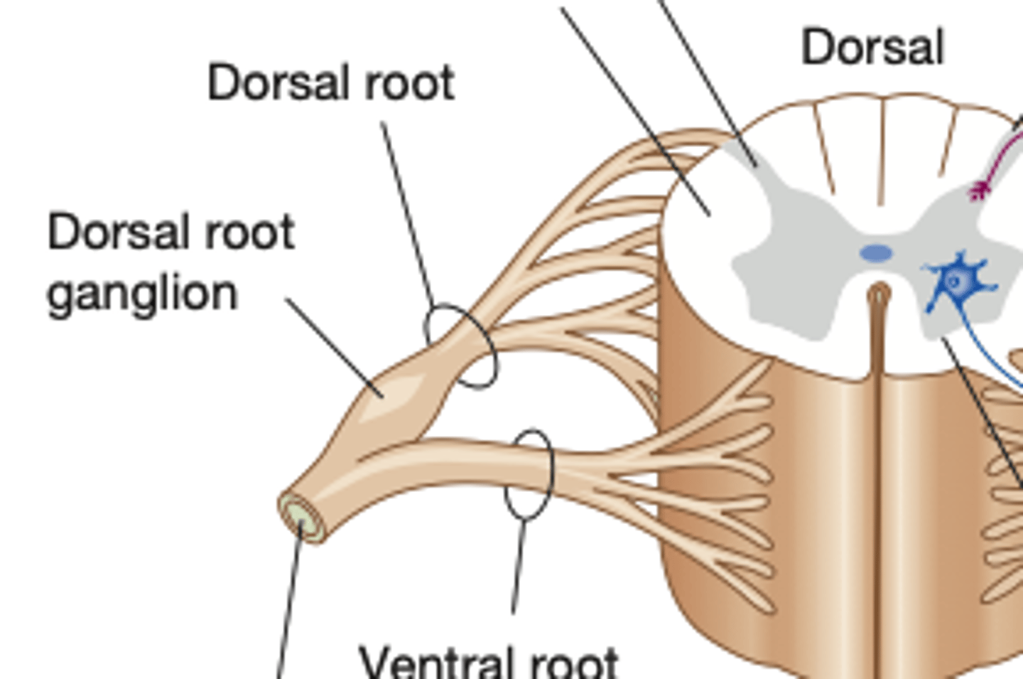 <p>dorsal root ganglia</p>