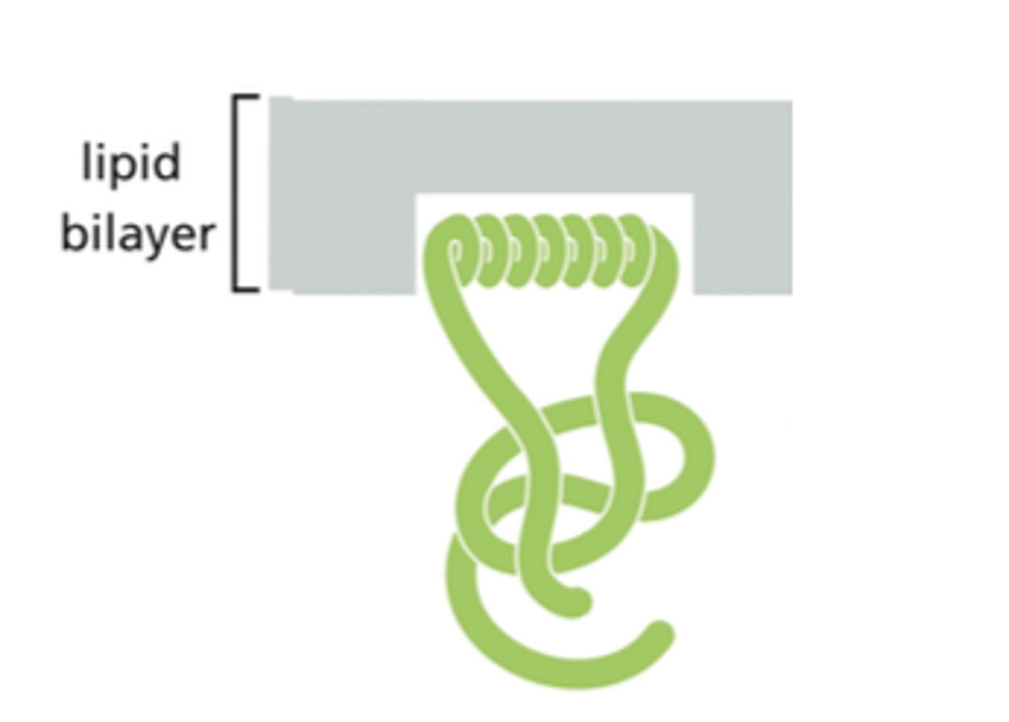 <p>- They are associated with the cytosolic face (face of the bilayer inside of the cell) of the lipid bilayer</p><p>- Peripheral membrane proteins have an amphipathic A-helix! </p>