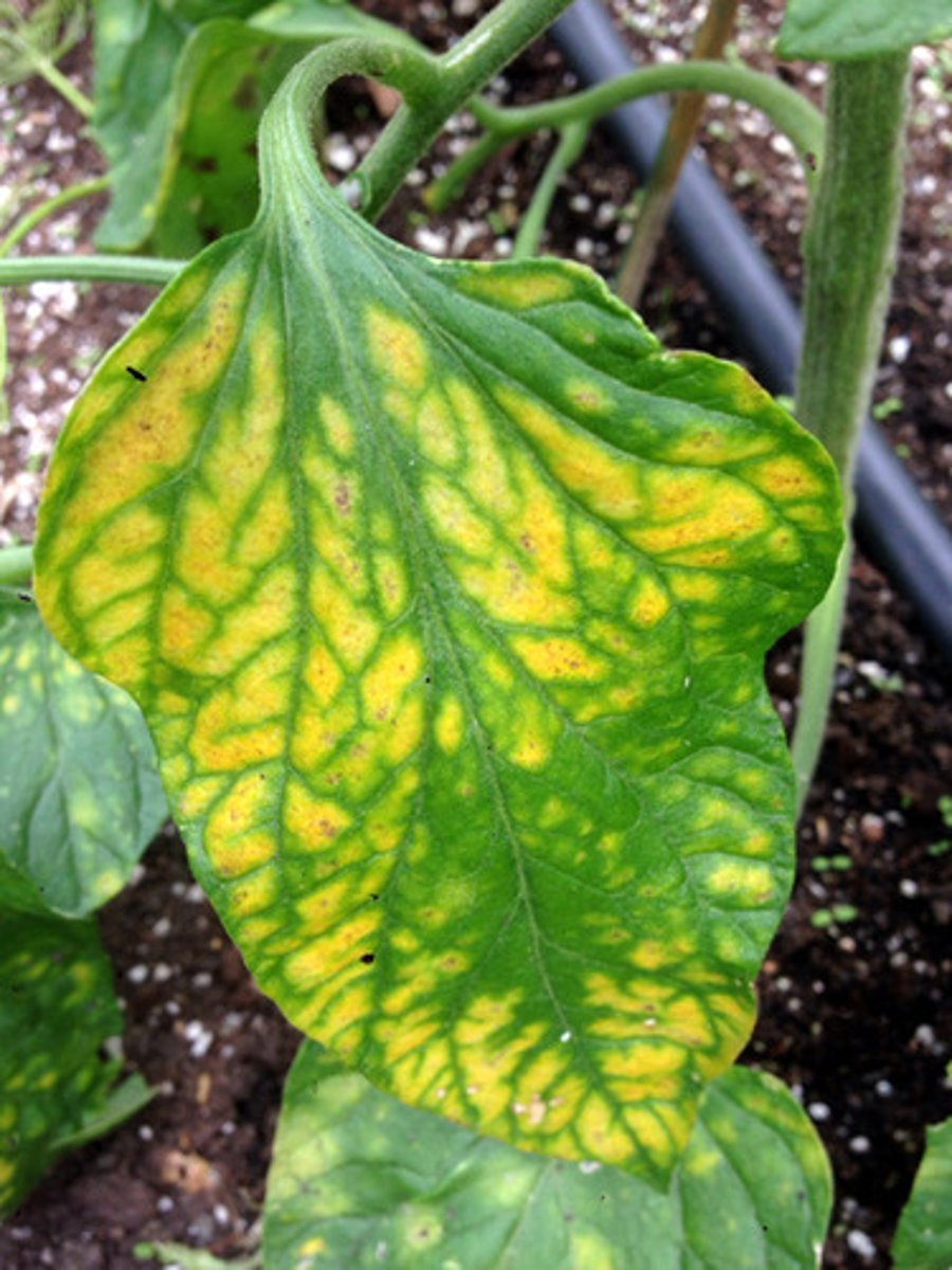 <p>When plants don't produce enough chlorophyll and turn yellow eg due to lack of magnesium in the soil.</p>