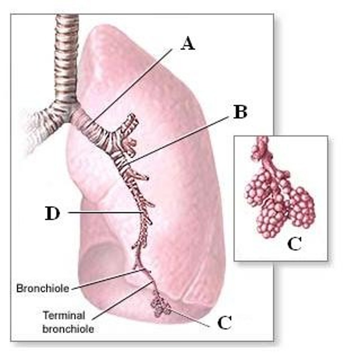 <p>*tiny, grapelike sacs at the end of the bronchioles</p><p>*exchange of O and CO2 occurs</p><p>*functional units of respiratory system</p><p>*walls contain pulonary capillaries that carry CO2 from the body to the lungs and the O from the lungs to the body</p>