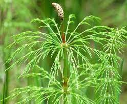 woodland horsetail