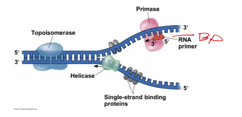 <p>Helicases</p>