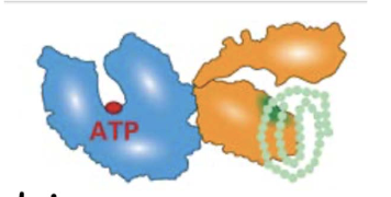 <ul><li><p class="">Bind to <strong>hydrophobic R groups</strong> on nascent polypeptides, uses <strong>ATP</strong></p></li><li><p class="">Prevent:</p><ul><li><p class="">Association with other proteins</p></li><li><p class="">Premature folding</p></li><li><p class="">Aggregation of hydrophobic residues</p></li></ul></li></ul><p class=""><strong>Examples of Molecular Chaperones (Heat-Shock Proteins - HSPs):</strong></p><ul><li><p class=""><strong>HSP70</strong> – cytosol and mitochondria</p></li><li><p class=""><strong>BiP (Grp78)</strong> – endoplasmic reticulum</p></li><li><p class=""><strong>DnaK</strong> – bacteria</p></li></ul><p></p>