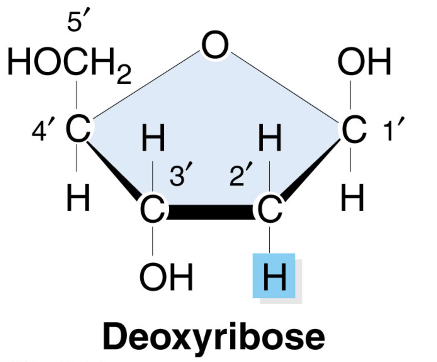 <p>What is the formula for deoxyribose?</p>