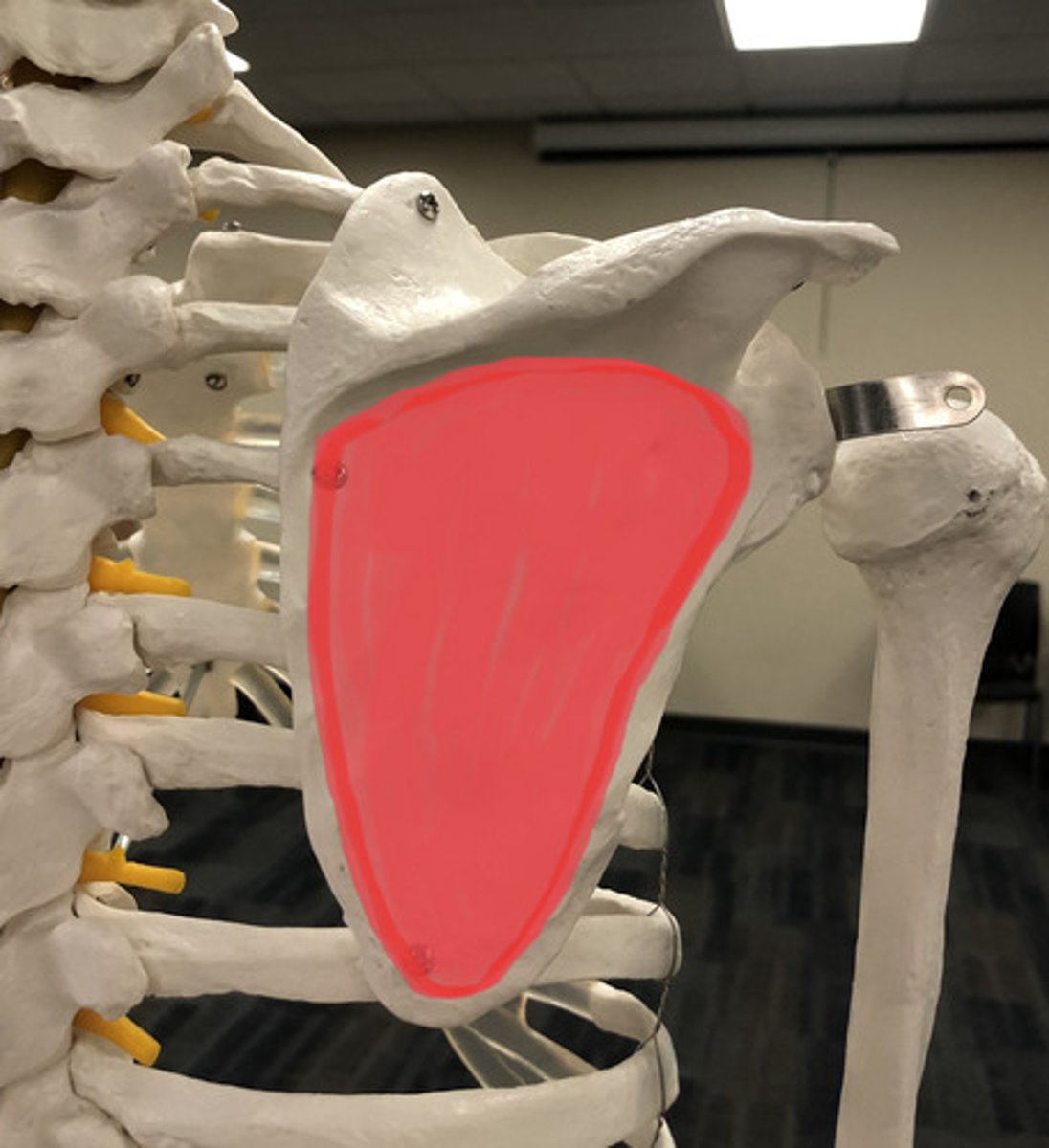 knowt flashcard image