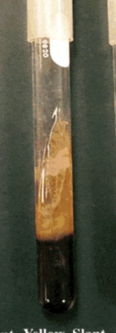 <p>Yellow slant/black butt</p>