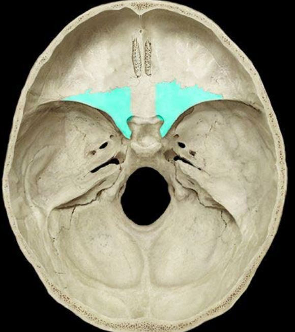 <p>Lesser wing of sphenoid </p>