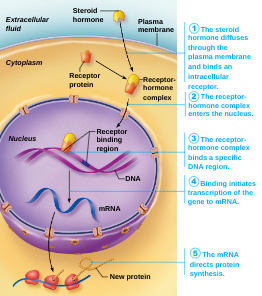 <p>Intracellular Receptors and Direct Gene Activation</p>