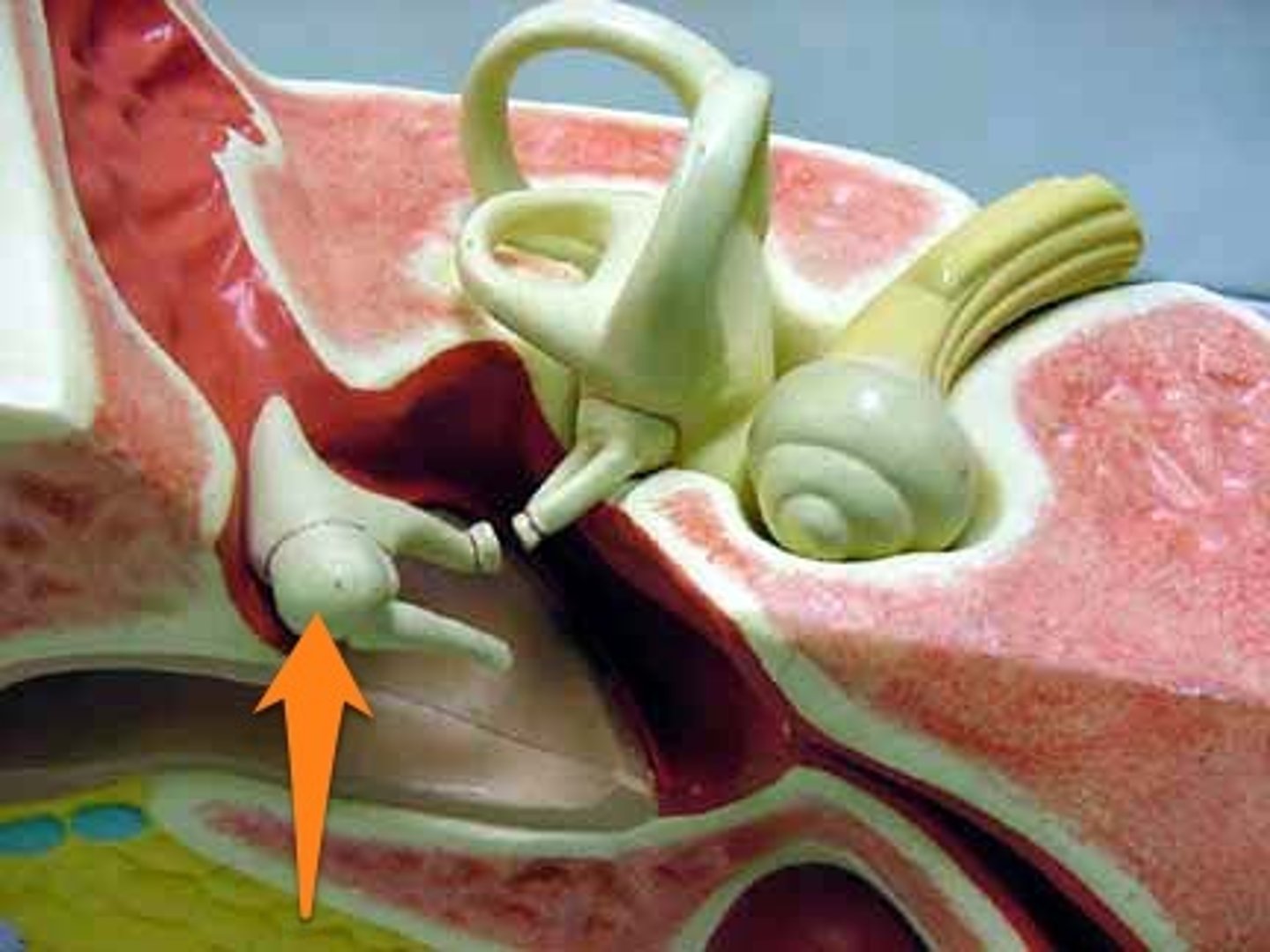 <p>The largest ossicle that is attached to the eardrum</p>