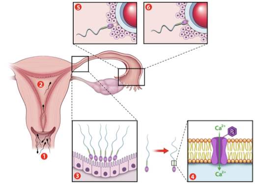 <p>final maturation step; reqd for fertilization</p><p>sperm shed protective layers and gain ability to swim forcefully</p><p>prostasomes fuse to sperm head, adding survival and guidance factors</p><p>Ca2+ influx increases motility</p><ol><li><p>insemination</p><ol><li><p>sperm enters vagina</p></li></ol></li><li><p>initial capacitation</p><ol><li><p>last step of sperm maturation</p></li><li><p>sperm activate and start swimming</p></li></ol></li><li><p>sperm reservoir</p><ol><li><p>sperm rest in uterine tube isthmus until ovulation</p></li></ol></li><li><p>hyperactivation</p><ol><li><p>activity of sperm</p></li><li><p>triggered by progesterone from the oocyte</p><ol><li><p>progesterone binds catsper channel→ Ca2+ rushes in</p></li><li><p>sperm swims vigorously, follows chemical signal</p></li></ol></li></ol></li><li><p>cumulus penetration</p><ol><li><p>sperm pushes thru cells around eggs</p></li></ol></li><li><p>zona pellucida penetration</p><ol><li><p>sperm breaks thru egg’s outer shell</p></li></ol></li><li><p>fertilization! (1 sperm fuses w/ egg)</p></li></ol><p></p>
