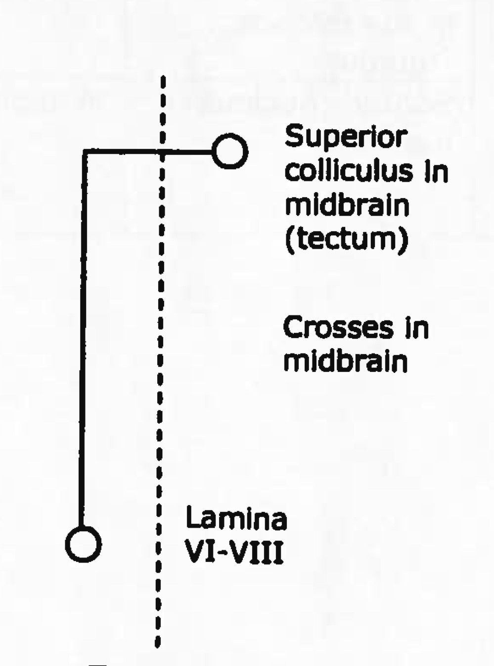 <p>Name tract</p><p>Ascending or descending?</p>