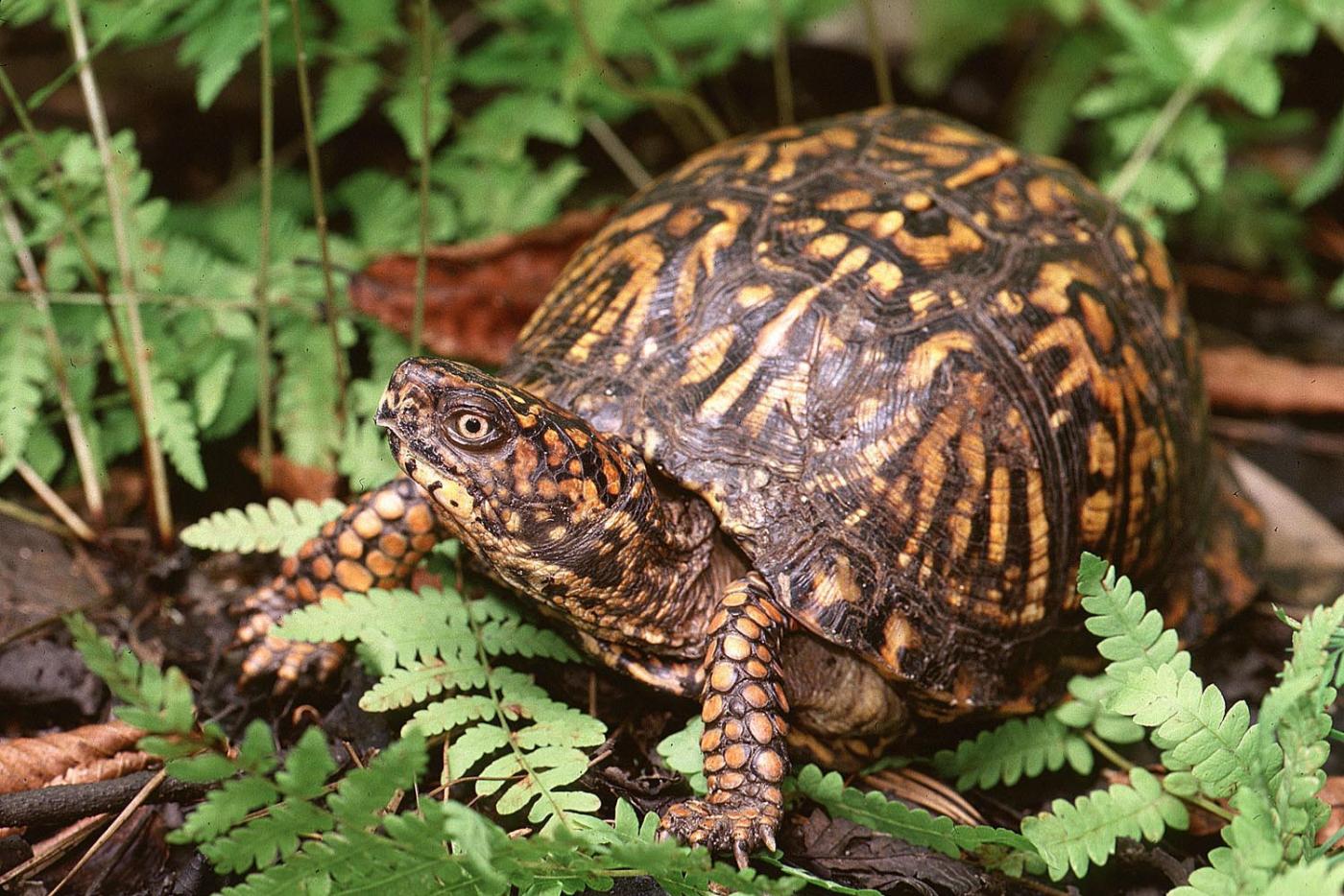 <p> A small, high-domed turtle (4.5 to 6.0 inches in length) with highly variable colors and patterns.   Most specimens have yellowish to orange spots or blotches intermixed with a dark brown or black background on the shell and skin.   The carapace (upper shell) has a keel running down the center and is more pronounced in juveniles.</p><p>Plastron (lower shell) is hinged towards the shell’s front third, allowing the front and back to close tight.   Males have a concaved plastron, a longer tail, and red eyes (usually); head and forelimbs may be bright orange.   Females have a flat plastron, brown eyes, and a higher domed carapace. Young have a light yellow spot on each scute (plate).</p>