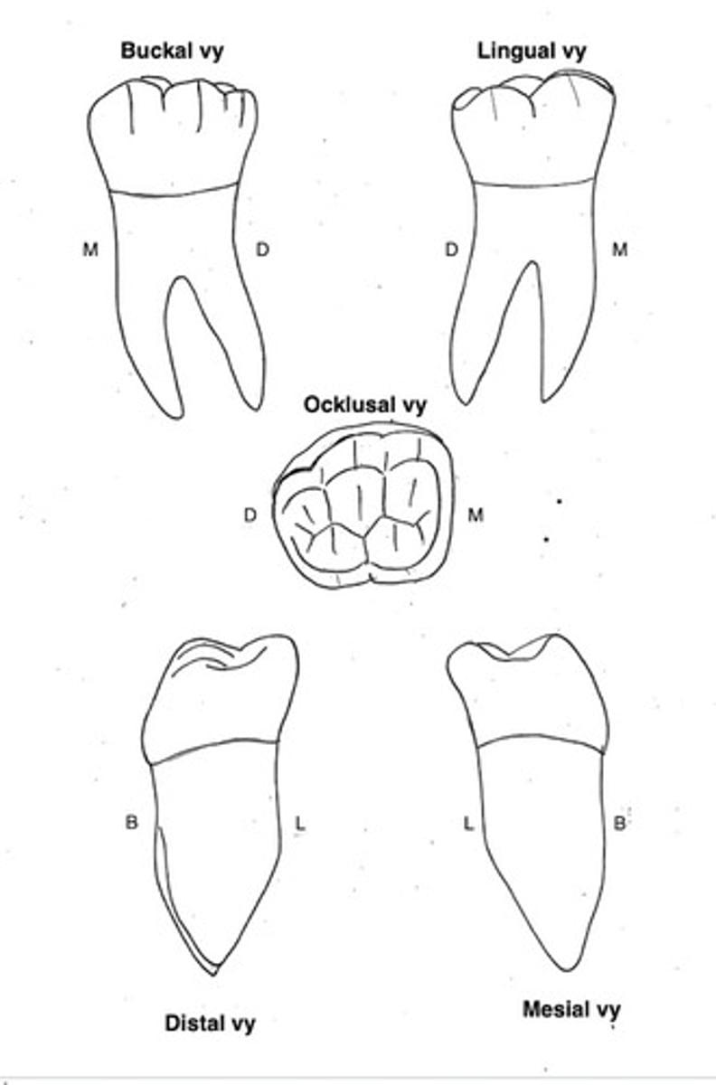 term image