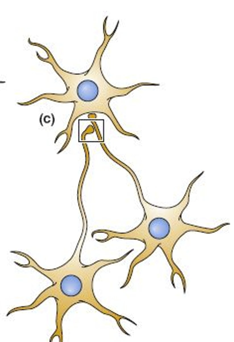 <p>axon to axon</p>