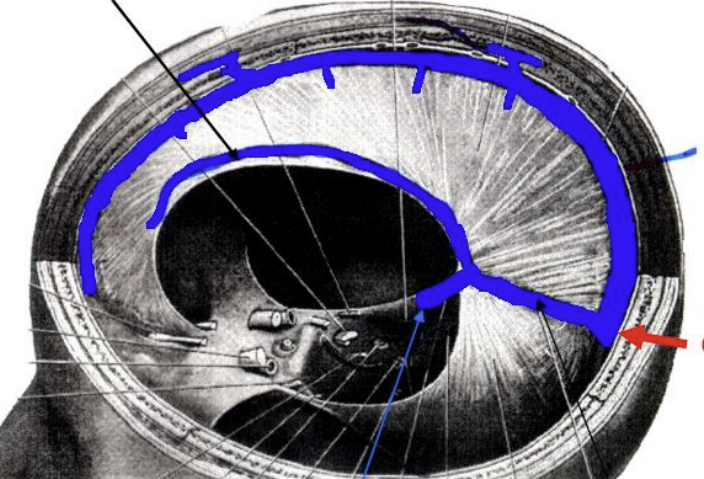 <p>What are the other 2 sinuses?</p><p>what is the red arrow?</p>