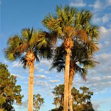 <p>Washington Palm</p>