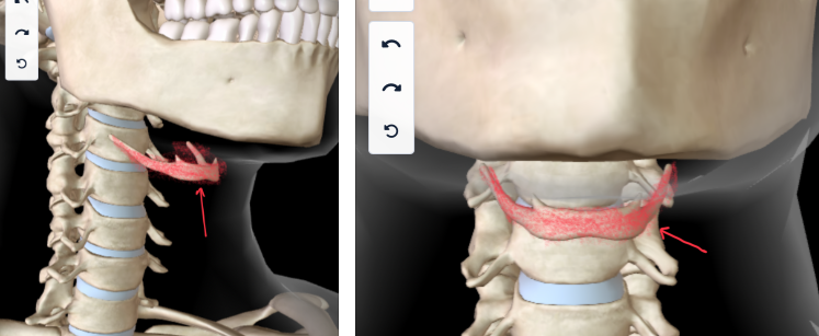 <p><strong>BELOW THE MANDIBLE </strong></p>