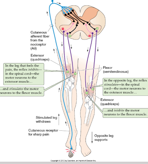 <p><span><strong>Withdrawal</strong></span></p><ul><li><p><span>Ipsilateral (same side)</span></p></li></ul><ul><li><p><span>Contract flexors</span></p></li></ul><ul><li><p><span>Inhibit extensors</span></p></li></ul><p><span><strong>Crossed extensor</strong></span></p><ul><li><p><span>Contralateral (opposite side)</span></p></li><li><p><span>Inhibit flexors</span></p></li><li><p><span>Contract extensors</span></p></li></ul><p></p>