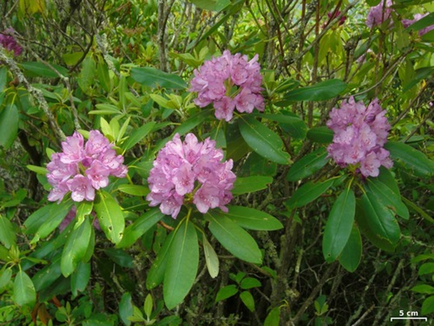 <p>Purple Rhododendron</p>