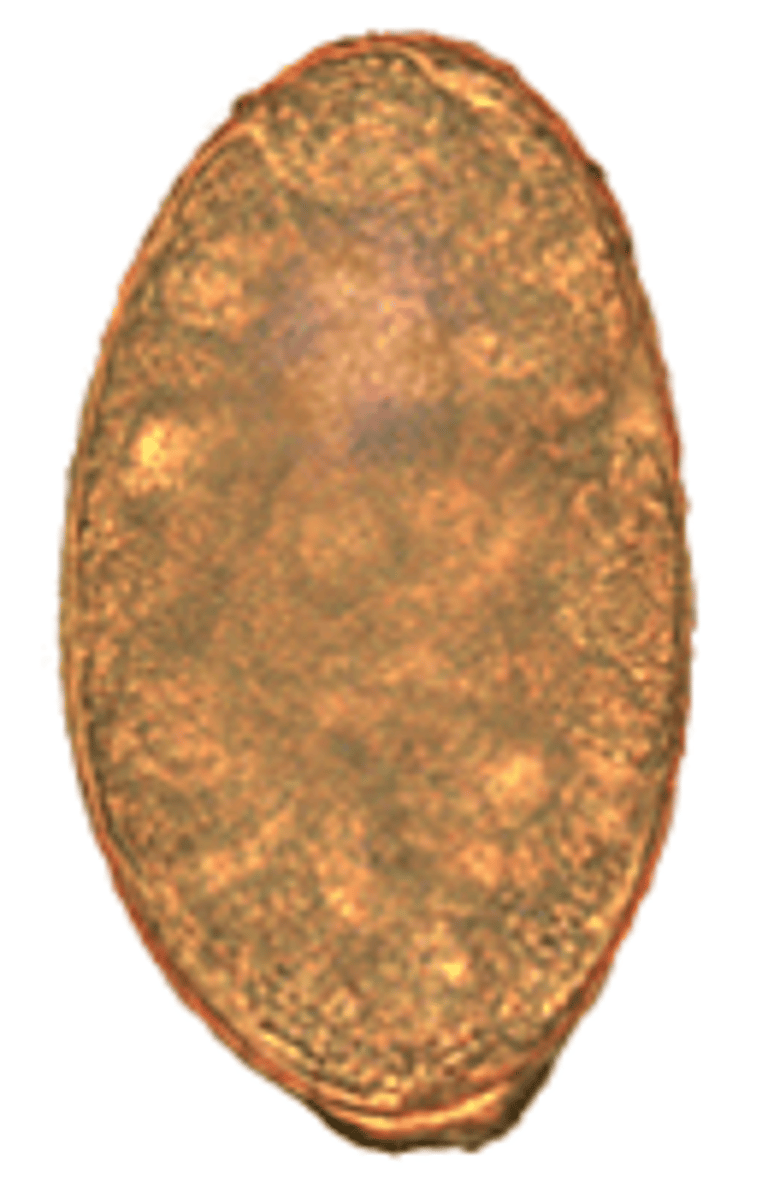 <p>Host: Canines</p><p>1st I. Host = freshwater snail, 2nd I. Host = salmon</p>