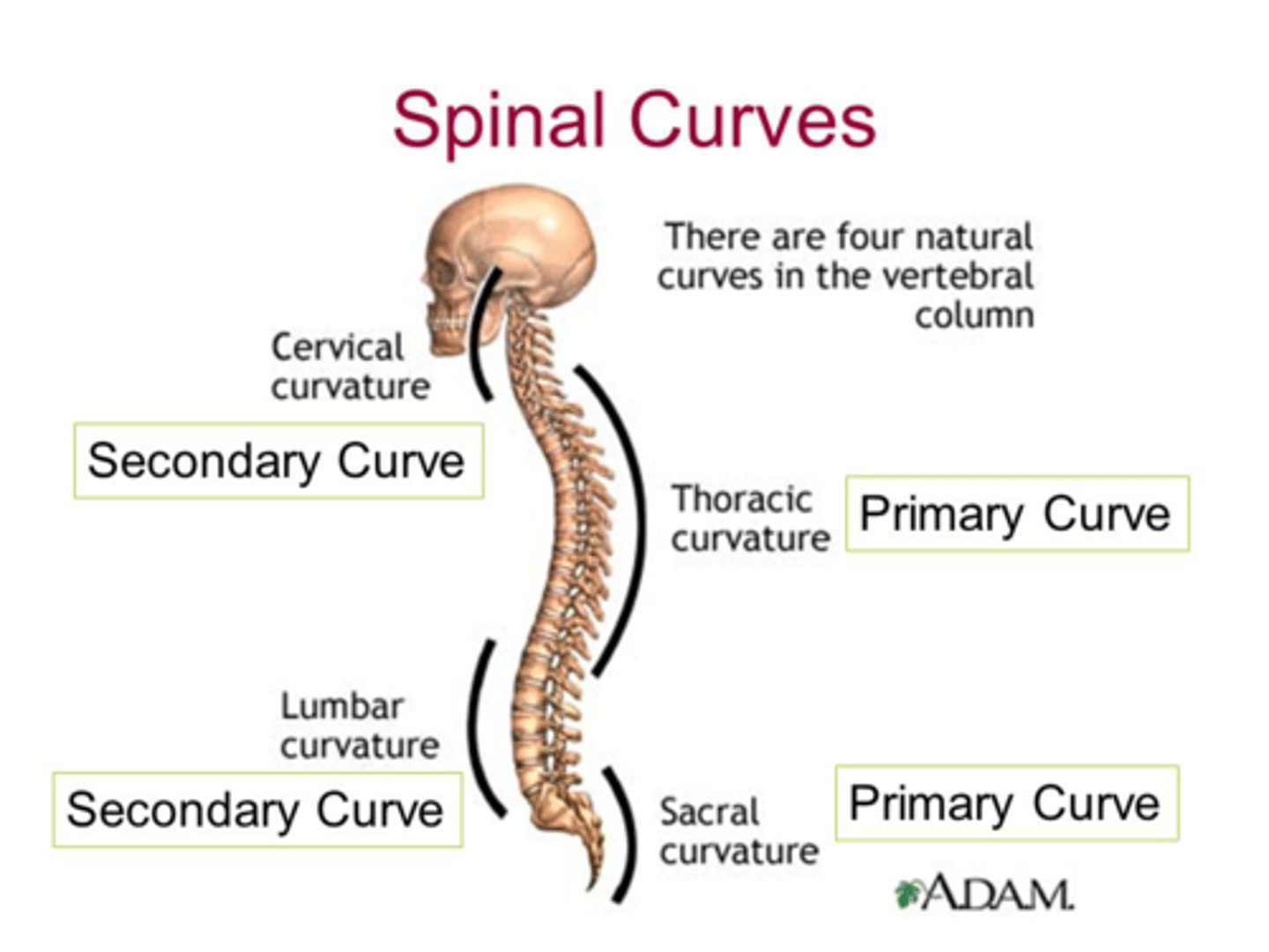 <p>Secondary curvatures...</p><p>1) Cervical - lifting head</p><p>2) Lumbar - starting to walk (lordosis)</p>