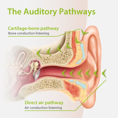 path of conduction of sound waves