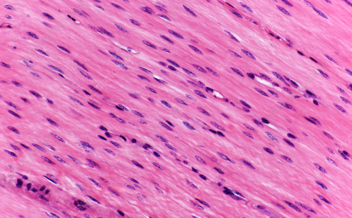 <p>Name the tissue</p>