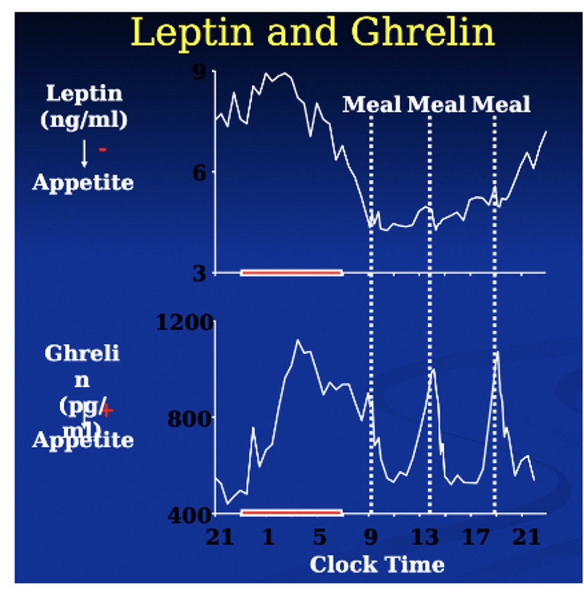 <p>Leptin is high throughout the night</p><p>Leptin → decrease in appetite</p><p>Ghrelin → increase in appetite</p>