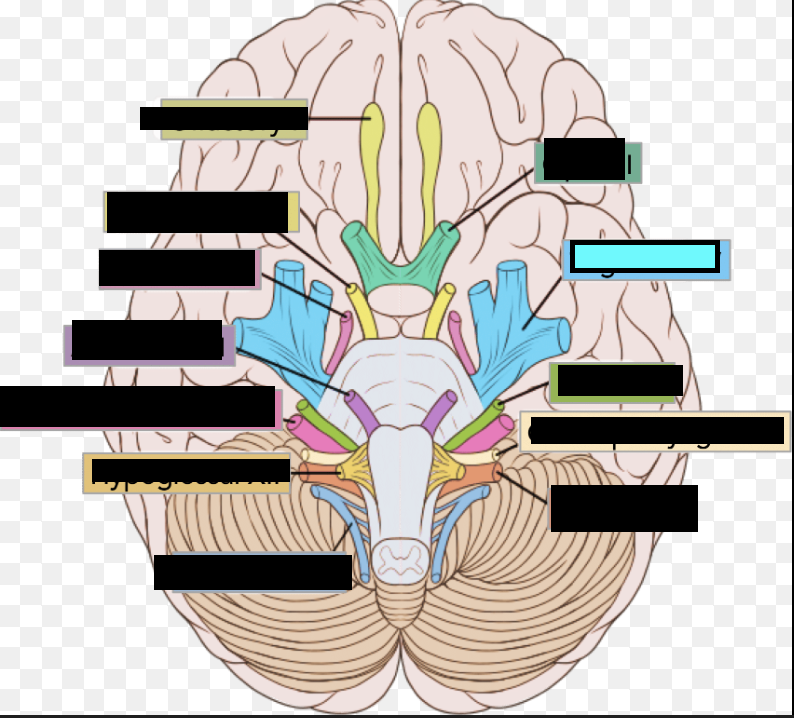 <p>V. Nerve for sensory: face, lips, gums; Motor: muscles of mastication. Critical for latch and sucking</p>