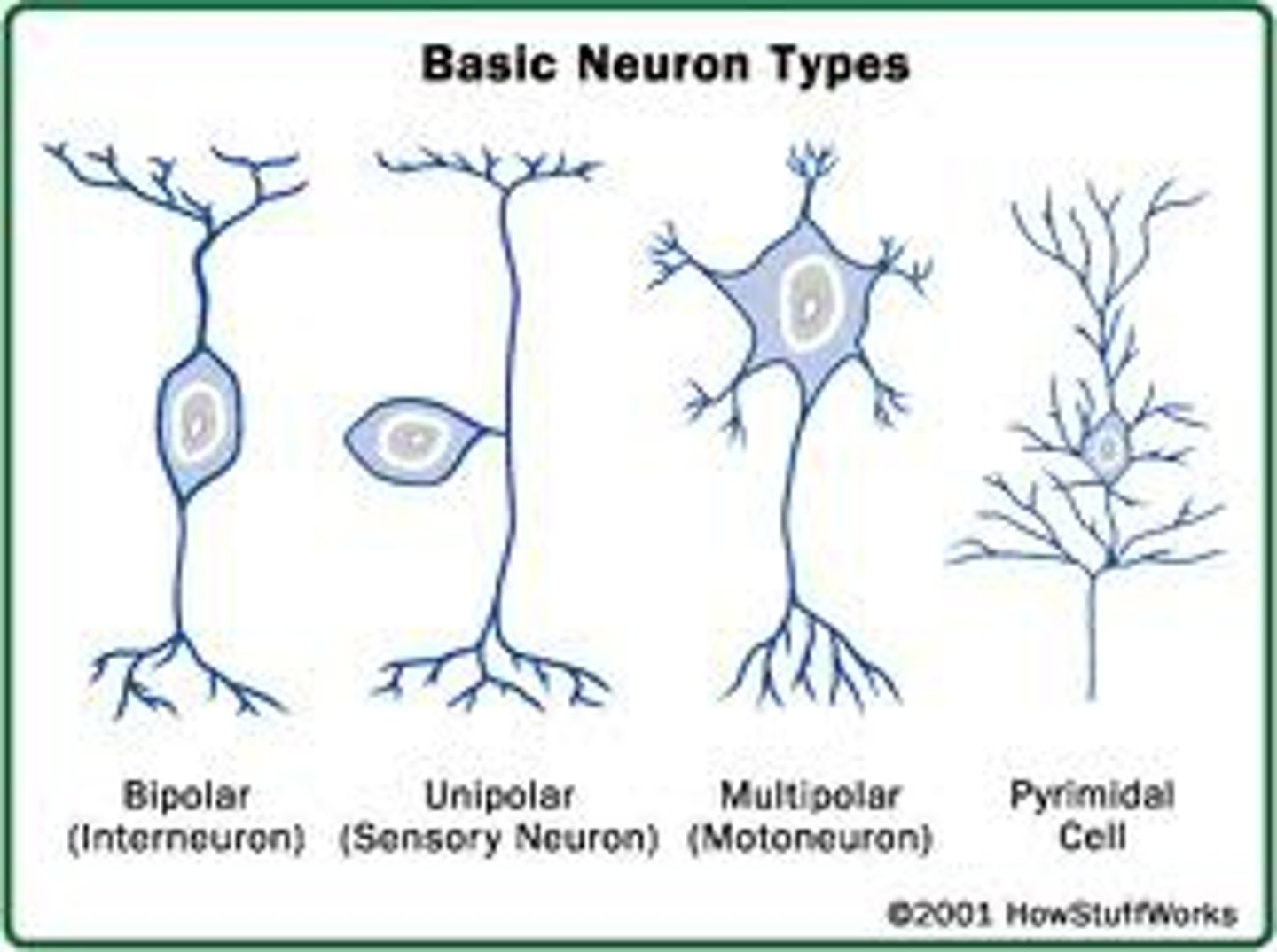 <p>multipolar- possess more than 2 processes, numerous dendrites and 1 axon</p><p>bipolar- possess 2 processes, rare neurons, found in some special sensory organs</p><p>unipolar (pseudounipolar)- possess 1 short single process, start as bipolar neurons during development</p>