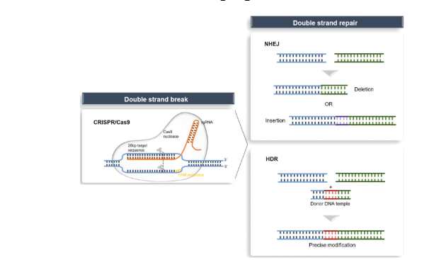 <ul><li><p>Gene therapy</p></li><li><p><span>induces double-stranded breaks (DSBs) at targeted sites</span></p></li><li><p><span>this is repaired by:</span></p><ul><li><p><span><strong><em><u>Nonhomologous end-joining (NHEJ)</u></em></strong> leads to the formation of <u>insertions or deletions</u></span></p></li><li><p><span><strong><em><u>Homology-directed repair (HDR)</u></em></strong> in the presence of a donor template</span></p></li></ul></li><li><p><span>CRISPR/Cas9 - clustered regularly interspaced short palindromic repeat-associated 9 nuclease</span></p></li></ul><p></p>