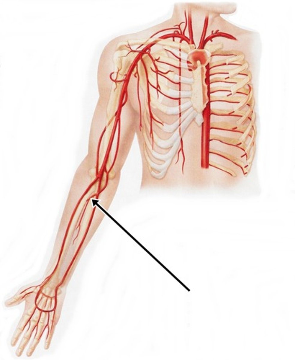 <p>branch off the ulnar nerve</p>