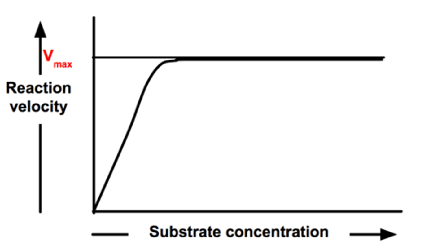 <p>The condition in which the addition of substrate exceeds the # of active sites causing the production of products to level off</p>