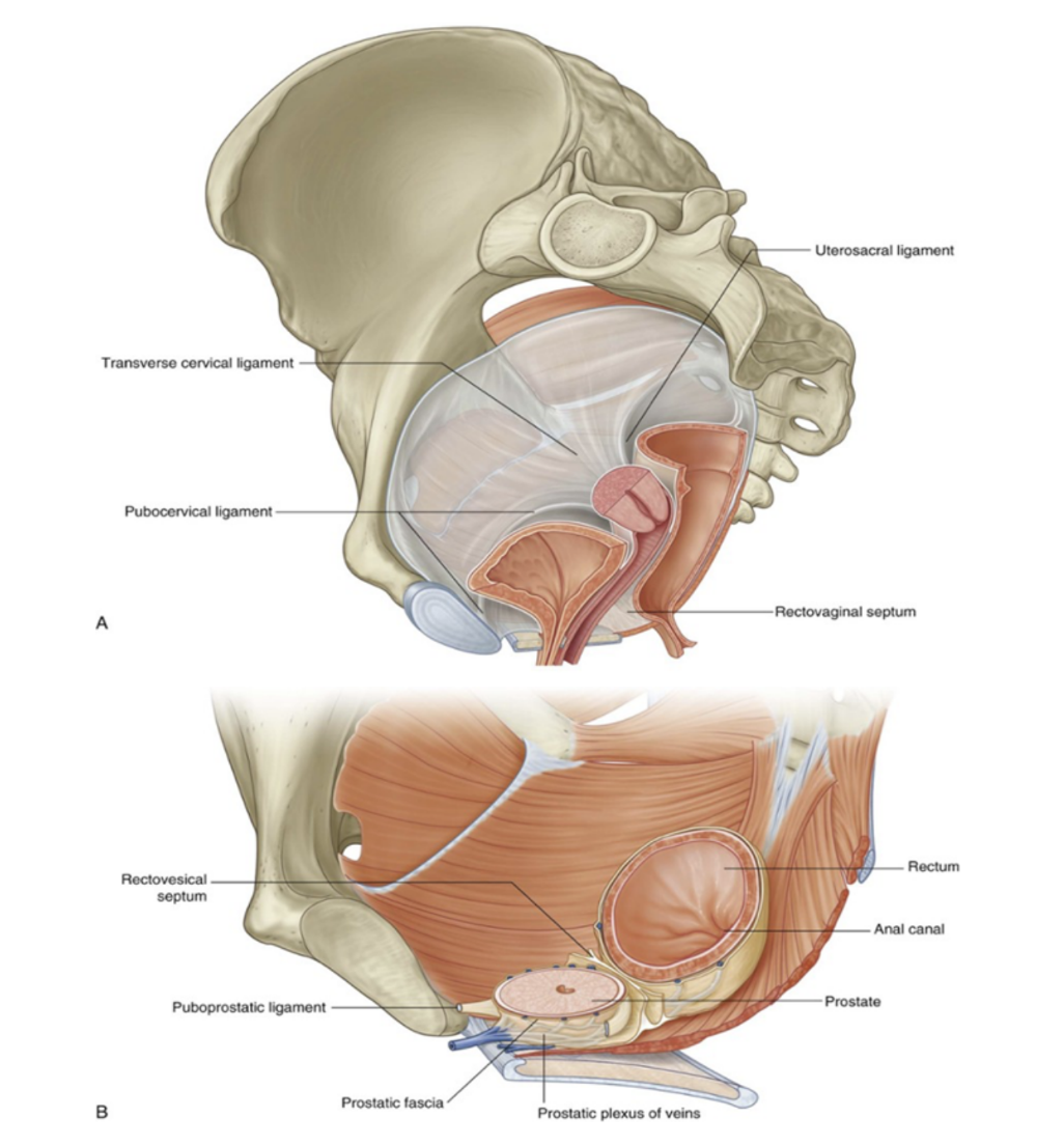 <p>Pelvic fascia</p>