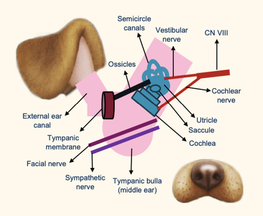 <ul><li><p>utricle and saccule, and semicircular canals </p></li><li><p>Vestibular nerve (CN VIII)</p></li></ul><p></p>