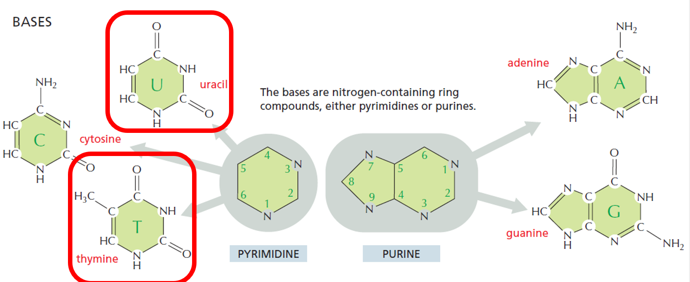 <ul><li><p>nitrogen-containing ring compounds, either pyrimidines or purines</p></li><li><p>4 different bases used by nucleic acids; </p></li><li><p>DNA uses ACGT</p></li><li><p>RNA uses ACGU</p></li><li><p><strong>Pyrimidines</strong> are TCU</p></li><li><p><strong>Purines</strong> are GA</p></li></ul><p></p>